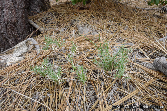 Image of Jepson's bedstraw