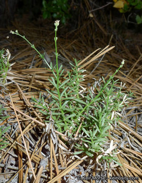 Plancia ëd Galium jepsonii Hilend & J. T. Howell