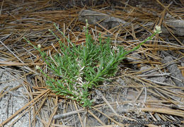 Image of Jepson's bedstraw