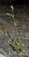 Image of Jepson's bedstraw