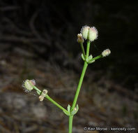 Image of Jepson's bedstraw