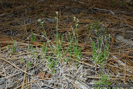 Image of Jepson's bedstraw