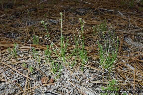 Image of Jepson's bedstraw