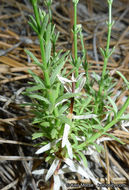 Image of Jepson's bedstraw