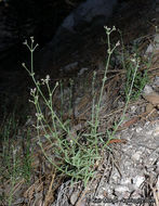 Image of Jepson's bedstraw