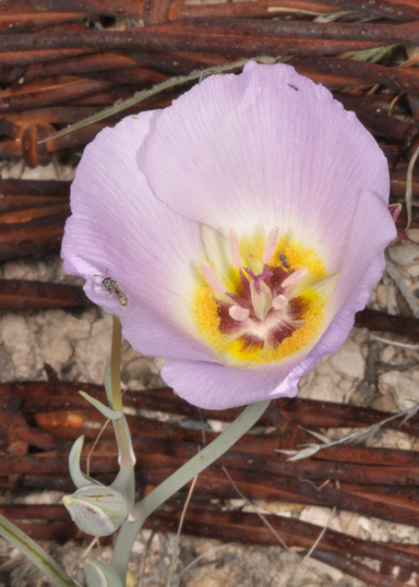 Image of winding mariposa lily