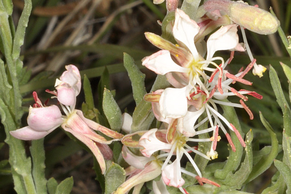 صورة <i>Gaura coccinea</i>