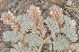 Image of hairy prairie clover