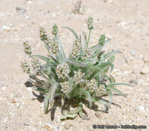 Image of Plantago ovata var. fastigiata (E. Morris) S. C. Meyers & Liston