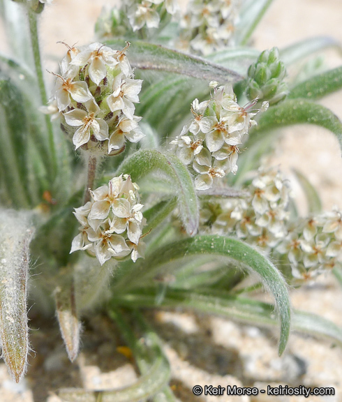 Image of Plantago ovata var. fastigiata (E. Morris) S. C. Meyers & Liston