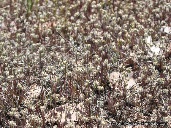 Plantago erecta Morris的圖片