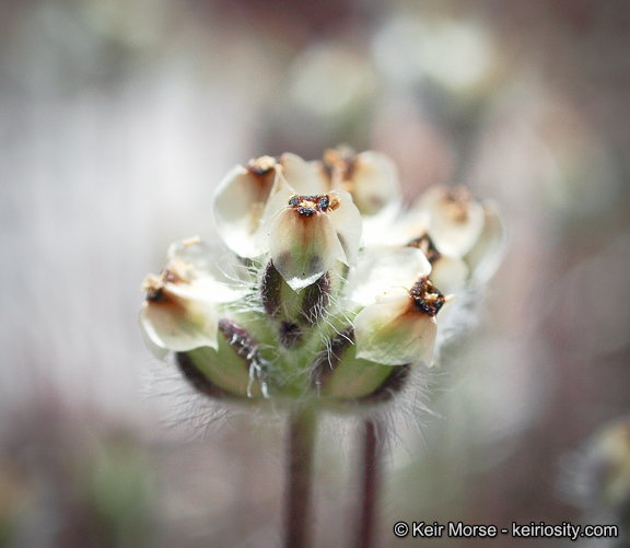 Plantago erecta Morris的圖片