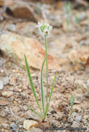 Plantago erecta Morris的圖片