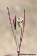 Image of dotseed plantain