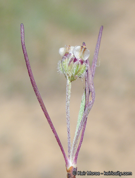 Plantago erecta Morris的圖片