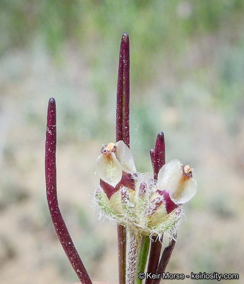 Plantago erecta Morris的圖片