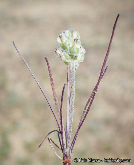 Plantago erecta Morris的圖片