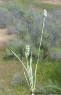 Image of dotseed plantain