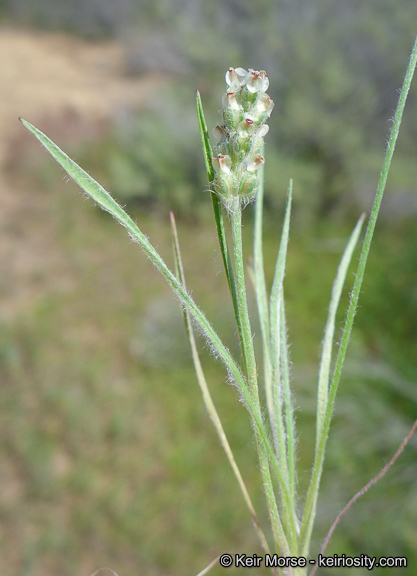 Plantago erecta Morris的圖片