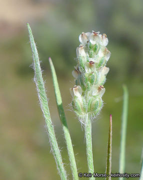 Plantago erecta Morris的圖片