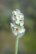 Image of dotseed plantain