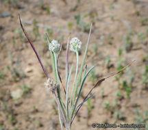 Plantago erecta Morris的圖片