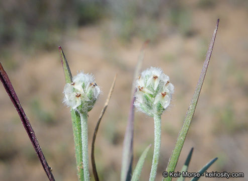 Plantago erecta Morris的圖片