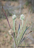 Image of dotseed plantain