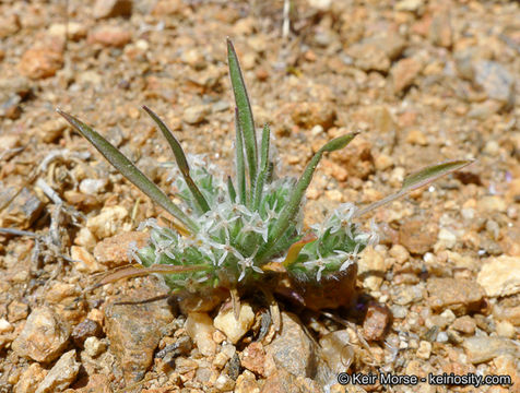 Image of woolly plantain