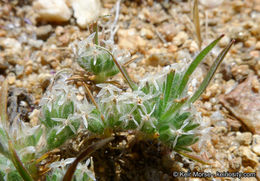 Image of woolly plantain