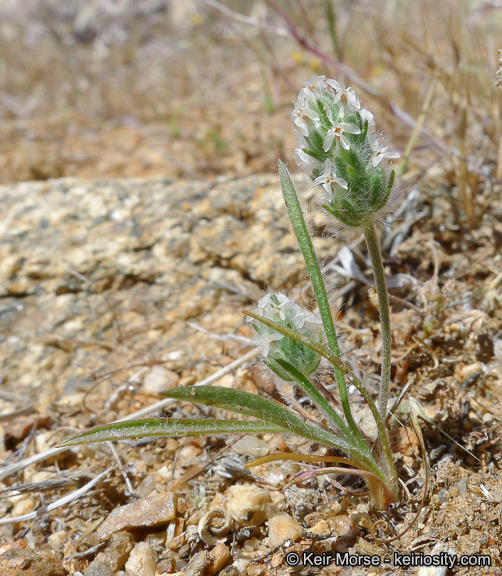 Image of woolly plantain