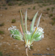 Image of woolly plantain