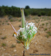 Image of woolly plantain