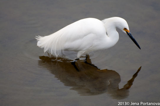 Image de Aigrette neigeuse