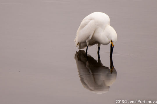 Image of Snowy Egret