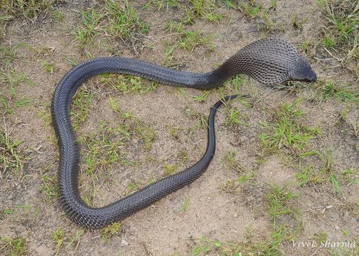 Image of Indian cobra