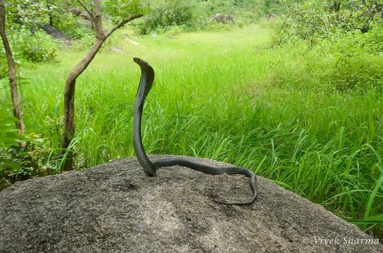 Image de Cobra indien