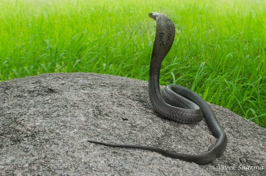 Image of Indian cobra