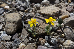 Image of Bartlett daisy