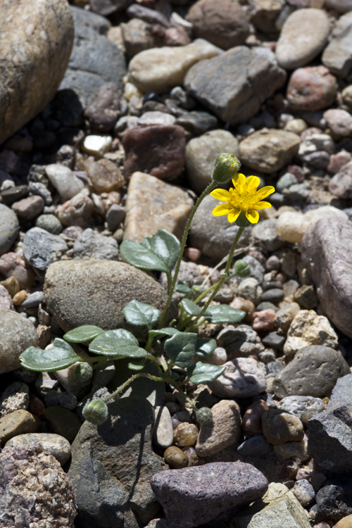 Image of Bartlett daisy