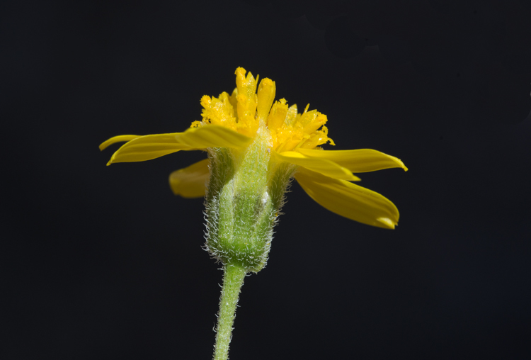 Image of Bartlett daisy