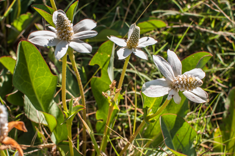 Imagem de Anemopsis californica (Nutt.) Hook. & Arn.