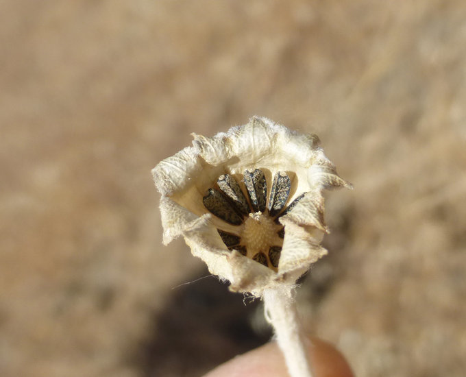 Image of Common Woolly Sunflower