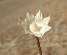 Image of Common Woolly Sunflower