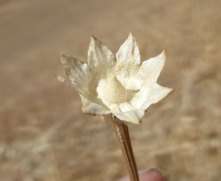 Image of Common Woolly Sunflower