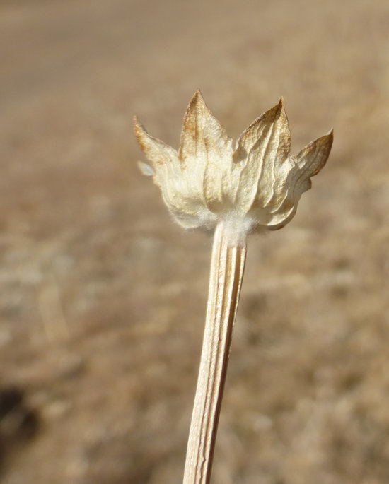 Image of Common Woolly Sunflower