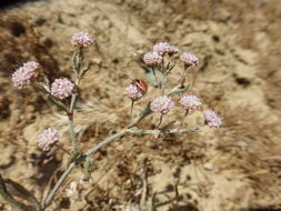 Image of anglestem buckwheat