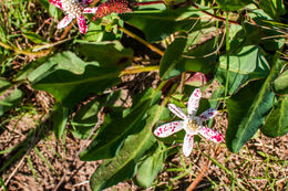 Imagem de Anemopsis californica (Nutt.) Hook. & Arn.