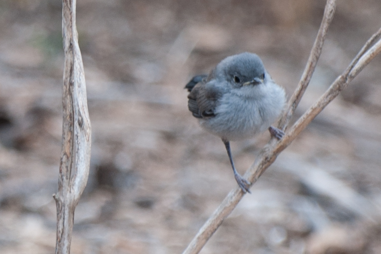 Image of California Gnatcatcher