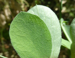 Image of Pacific pea